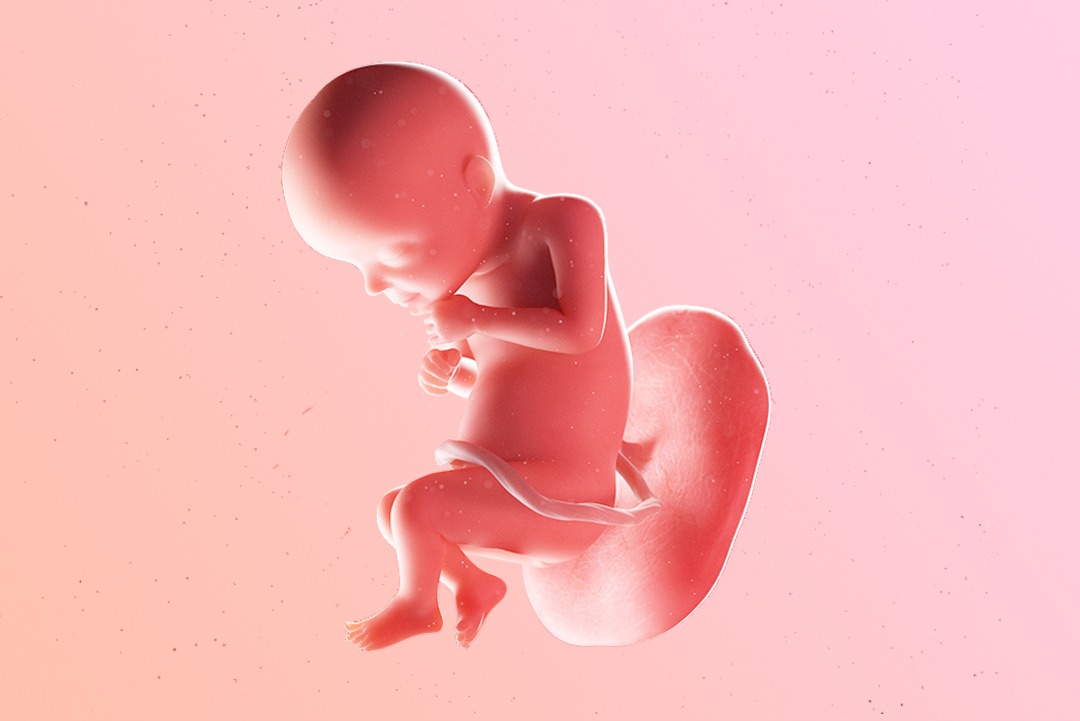 28 weeks pregnant, or 26 weeks after conception: the end of the second trimester