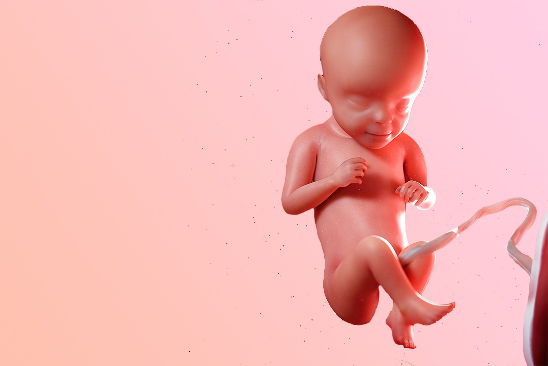 29 weeks pregnant, or 27 weeks after conception: a stretching baby