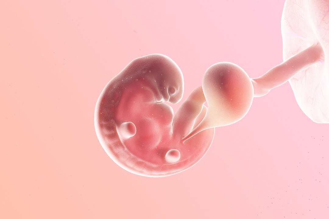 7 ème semaine d’aménorrhée : le développement des organes
